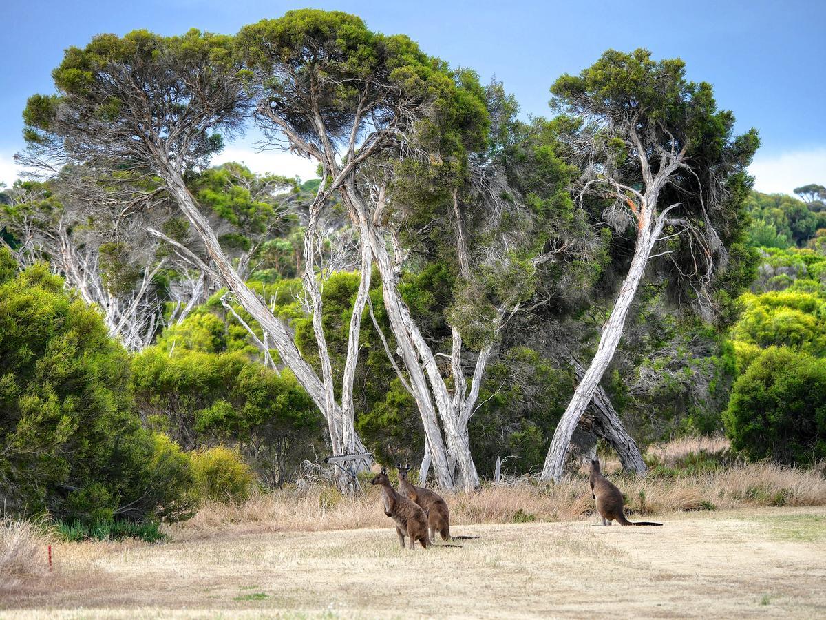 Mercure Kangaroo Island Lodge American River Exteriör bild
